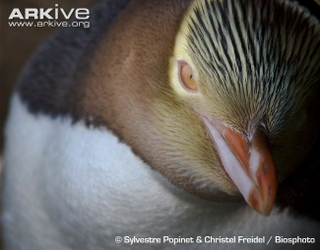 Illustration for article titled Flightless Friday - Megadyptes antipodes Edition